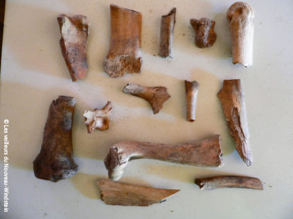 Ossements découverts windstein